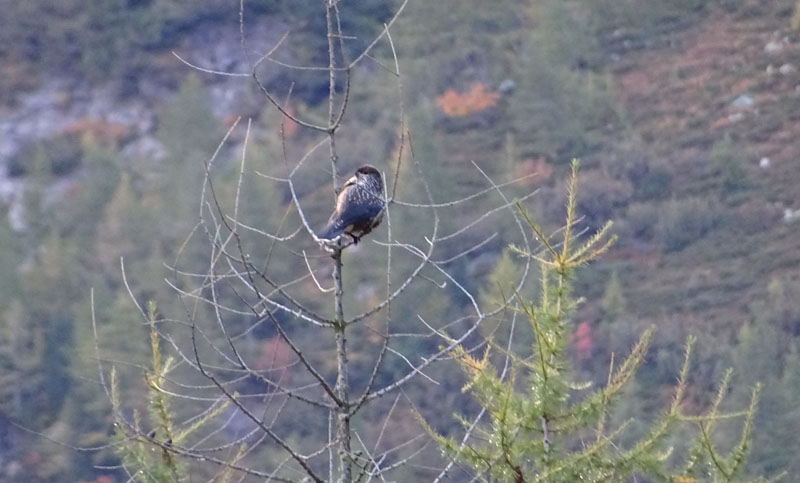 Nucifraga caryocatactes (Nocciolaia) - Corvidae